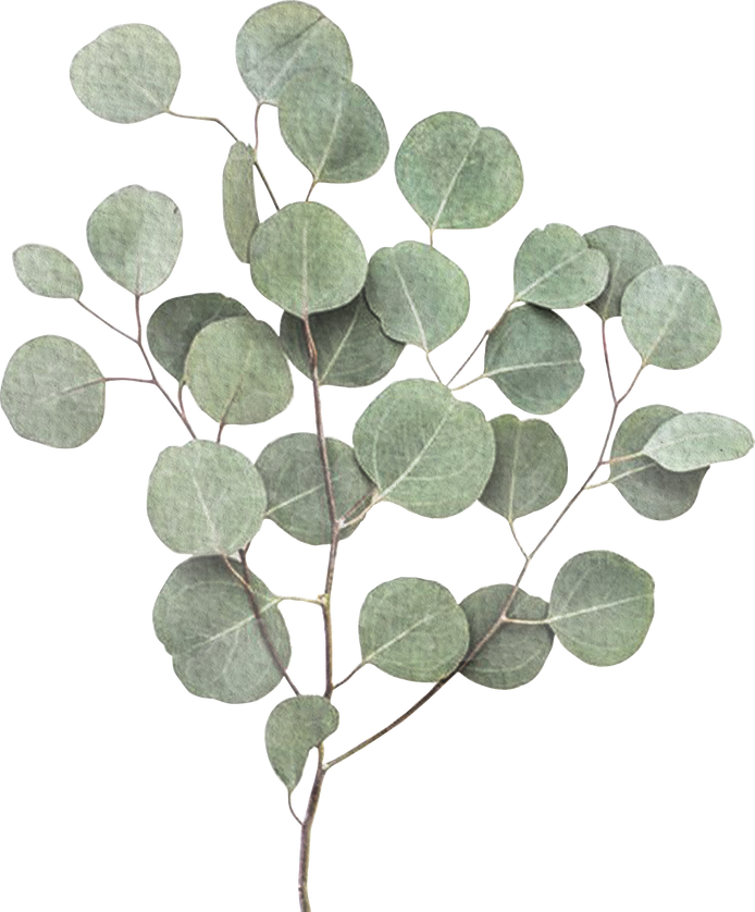 Eucalyptus Leaves Cutout